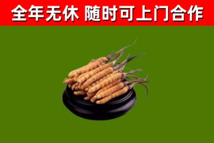 刚察县烟酒回收冬虫夏草.jpg